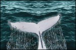 The Whale's Tale